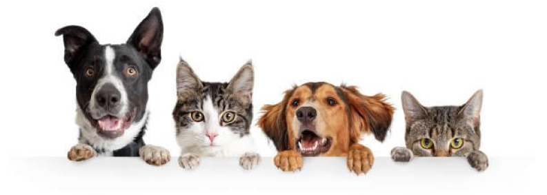 Thú cưng Pet Pro